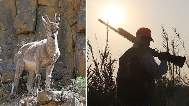 Koruma altındaki yaban keçisi avlandı: Rekor para cezası kesildi!