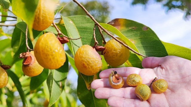 Türkiye’de ilk kez üretildi: İşte yenmeyen cevizin büyük sırrı...