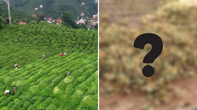 Altınla yarışıyor: Karadeniz'in yeni çay ürünü şaşkınlık yarattı