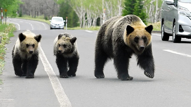 Gerçek mi sahte mi? Kasaba ayı paniğiyle alarma geçti!