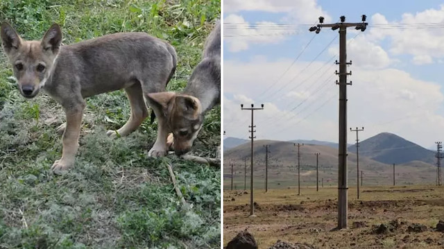 Van’da korkunç manzara: Devrilen direk çok sayıda yaban hayvanını öldürdü