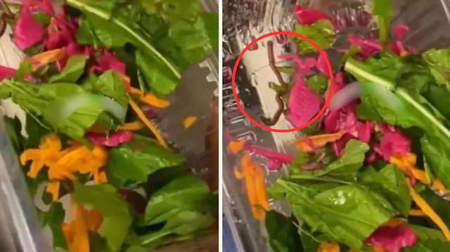 Restoranda mide bulandıran görüntü: ‘Hareket eden salata’ şoku