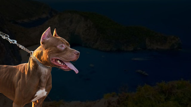 Tatil cennetinde dehşet! 2 yaşındaki çocuk pitbull saldırısında öldü