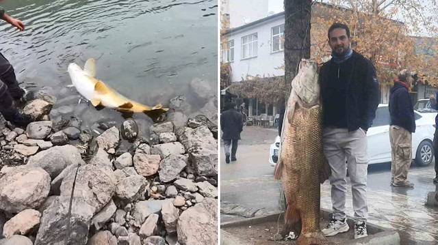 Amatör balıkçılar, Murat Nehri'nde 60 kiloluk dev turna balığı yakaladı