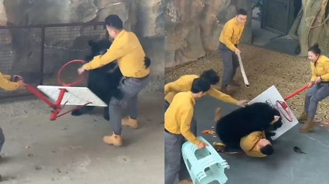 Ayı, bakıcısına saldırdı: Dakikalarca güreşti! Korku dolu anlar kameralara yansıdı