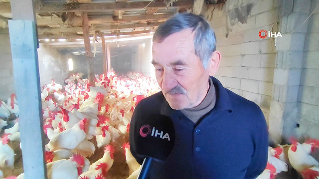 Hobisi profesyonelliğe dönüştü: Emekli öğretmen 3 yılda 850 horoz yetiştirdi