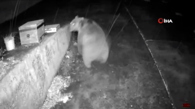 Trabzonludan ayıyı korkup kaçırtan anons: "Dikkat gözetim altındasınız"