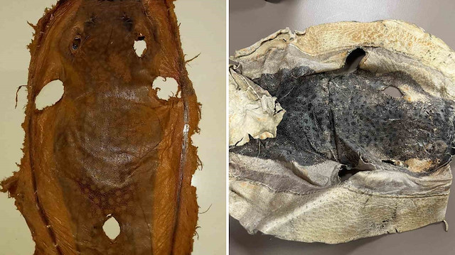 Balon balığı projesi izinsiz kullanıldı, konu yargıya taşındı