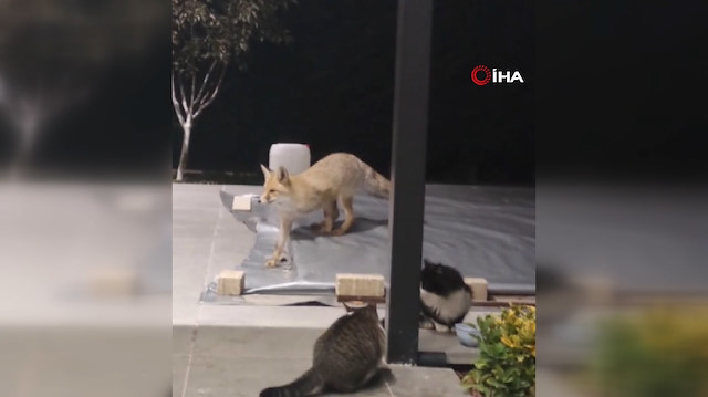 Erzincan’da kedilerle tilkinin mama kavgası kamerada
