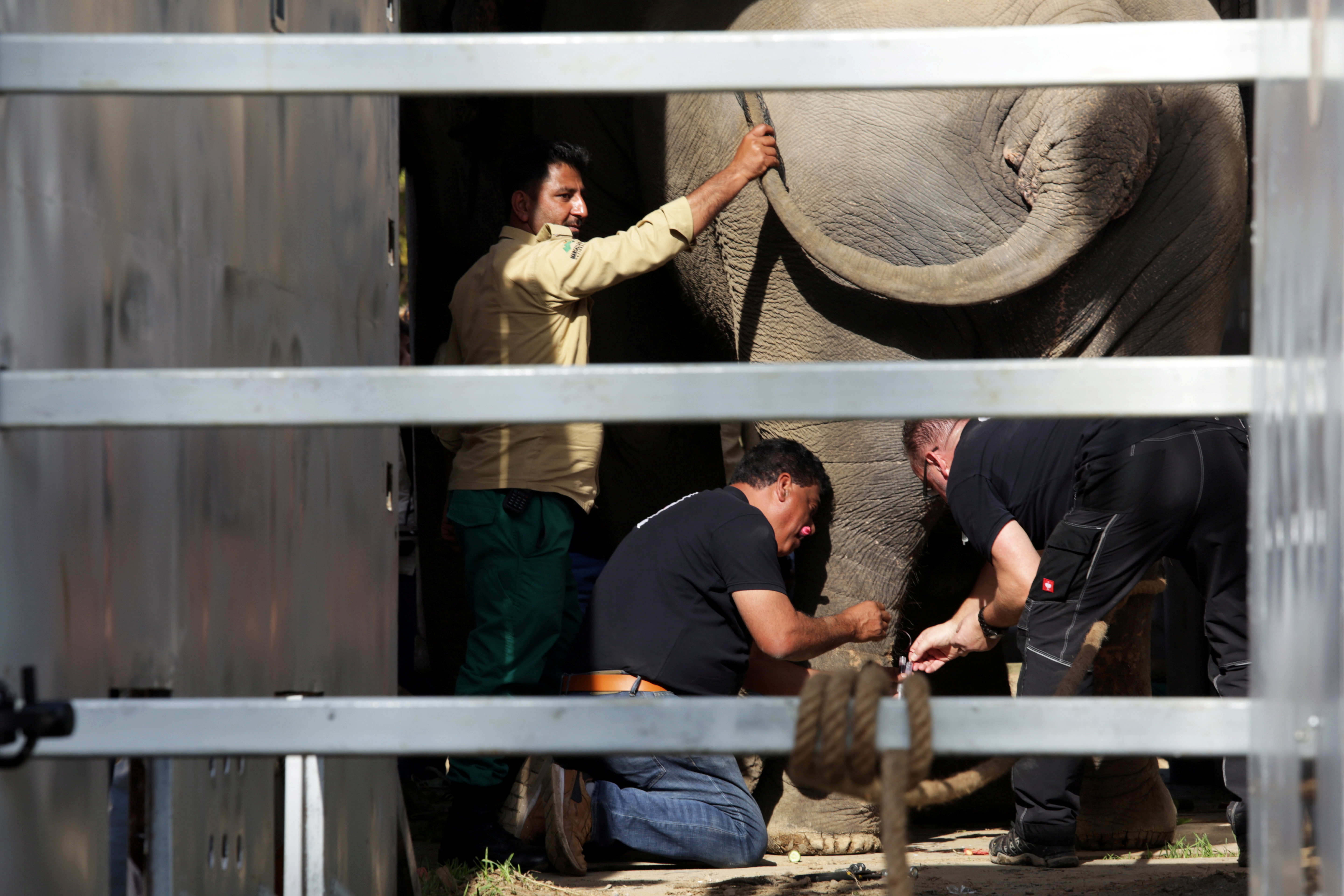 Pakistan's 'loneliest' elephant airlifted to Cambodia