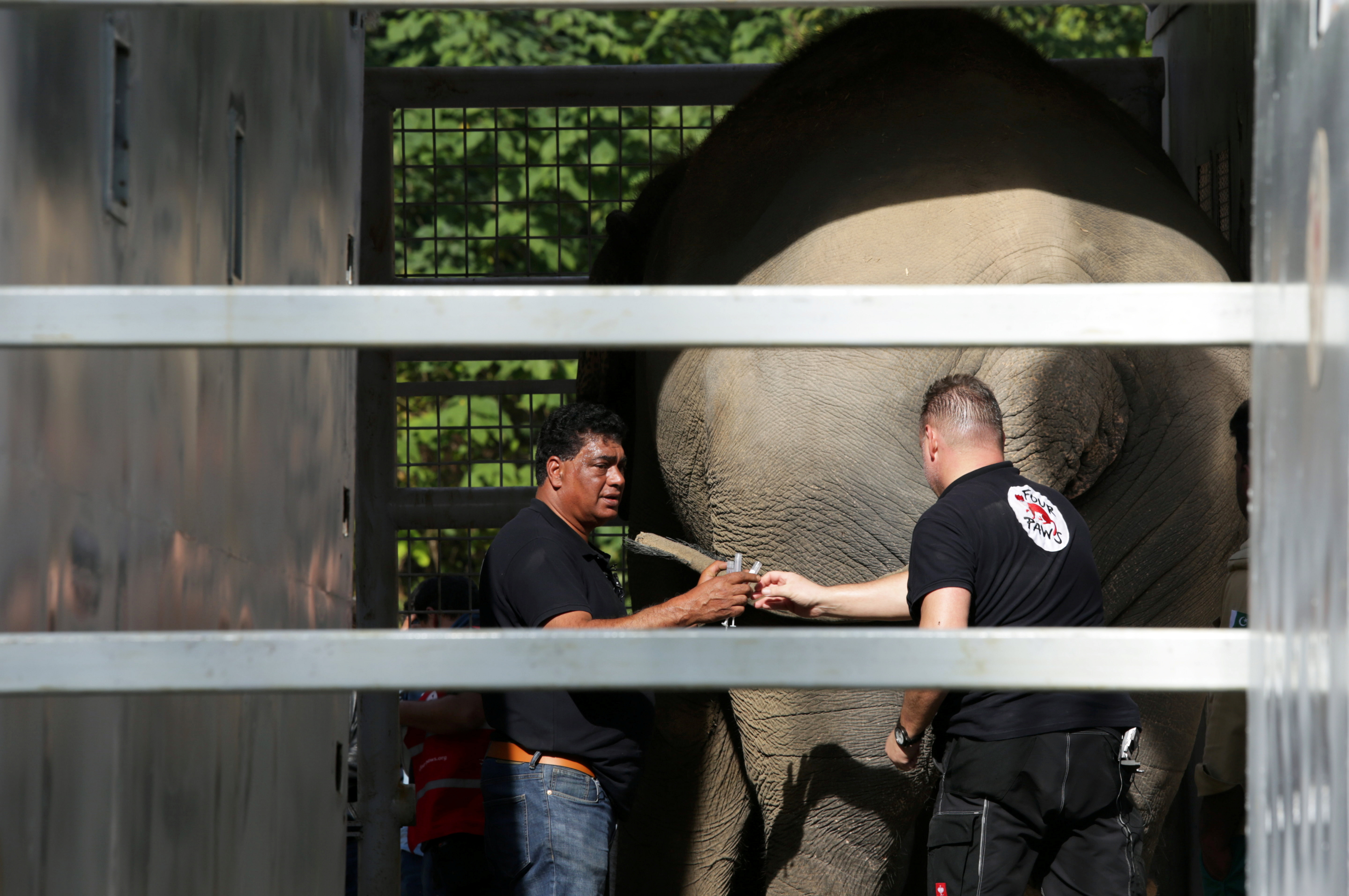 Pakistan's 'loneliest' elephant airlifted to Cambodia
