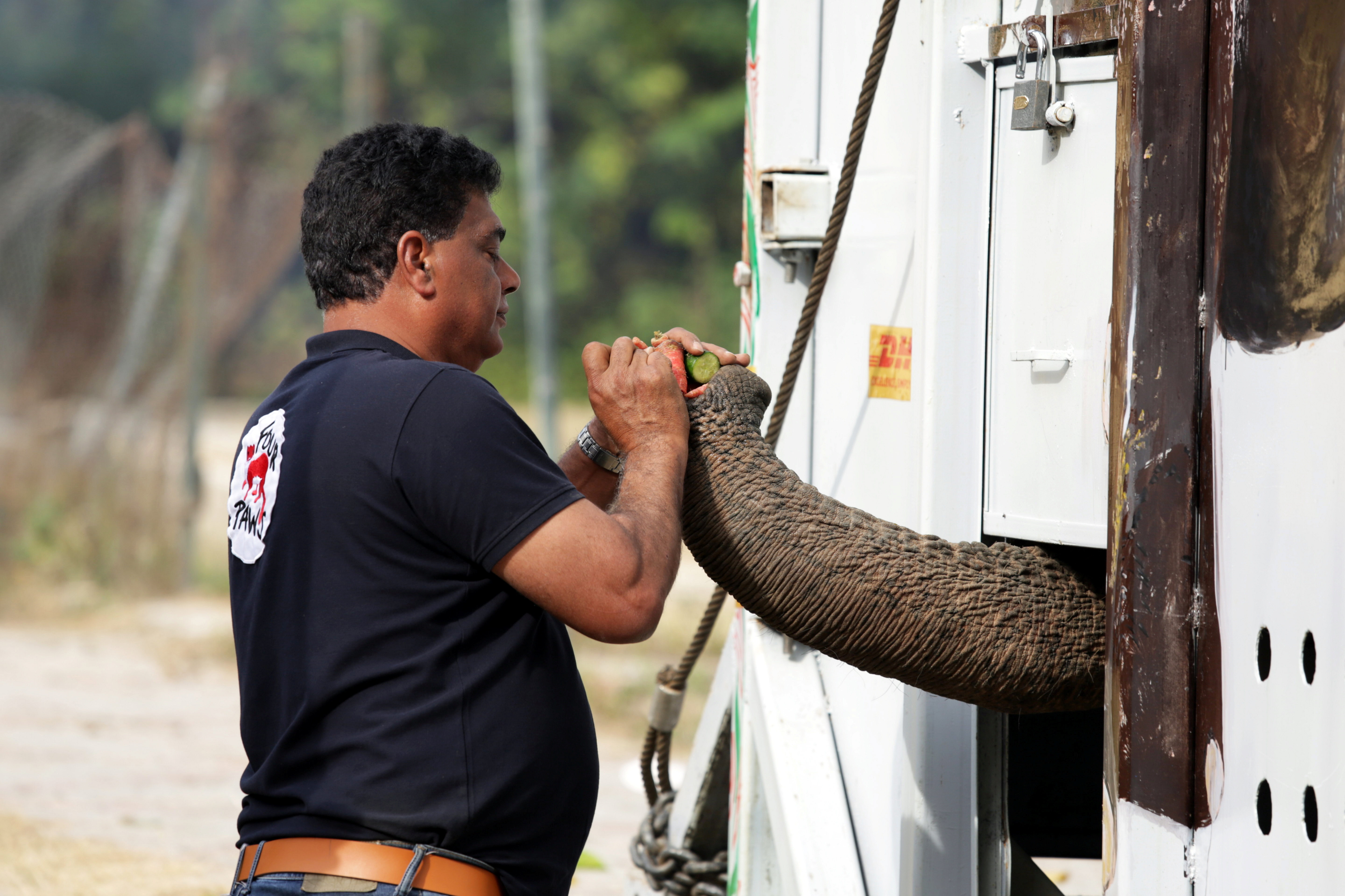 Pakistan's 'loneliest' elephant airlifted to Cambodia