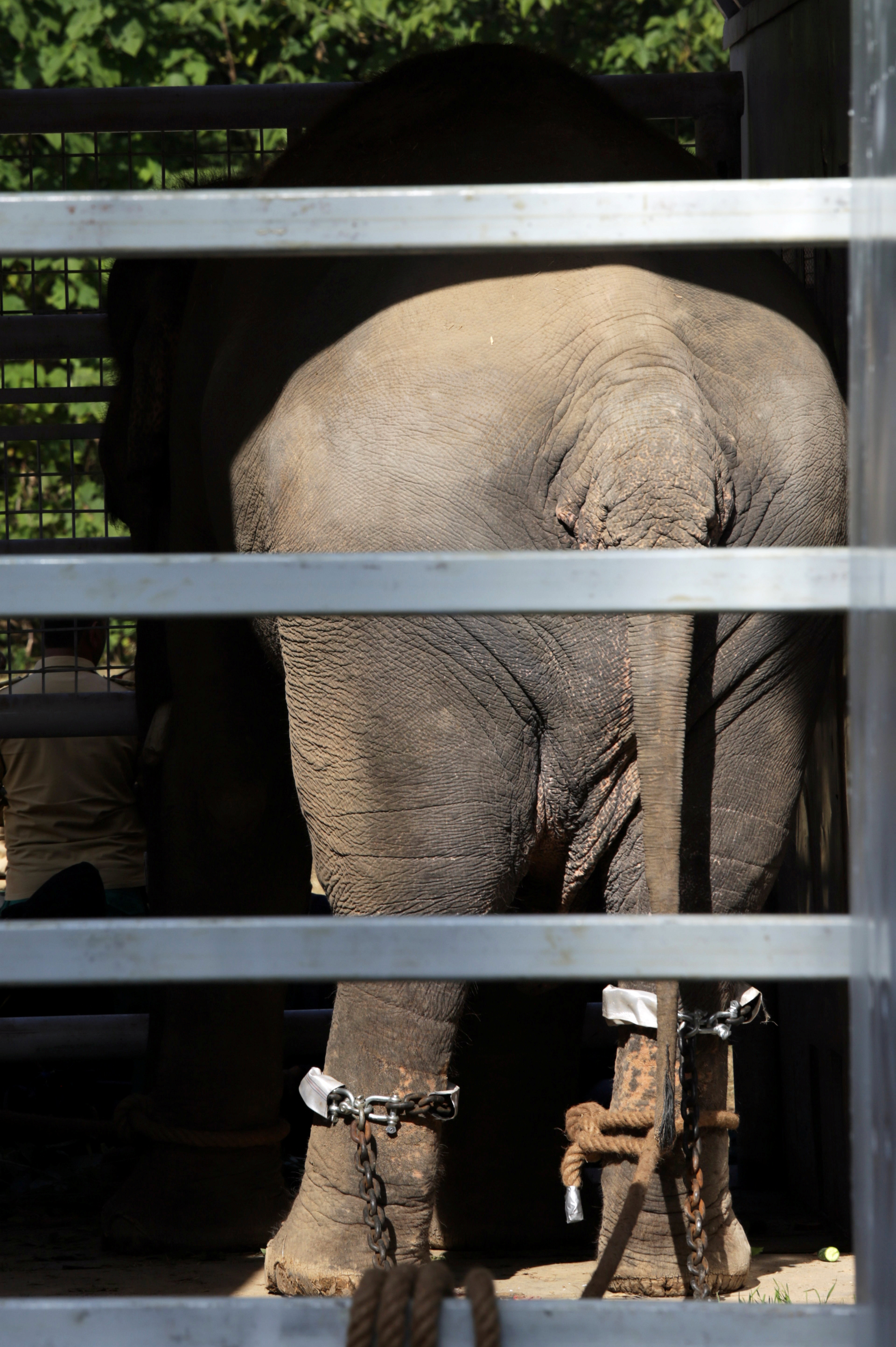 Pakistan's 'loneliest' elephant airlifted to Cambodia