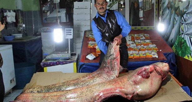 Gölde 100 kiloluk dev balık yakalandı