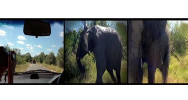Kızgın fil safaricilere saldırdı