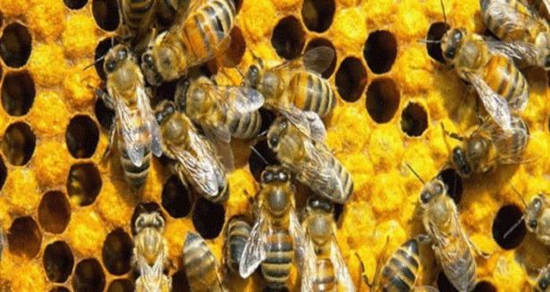 Antibiyotik yerine bal arısı!