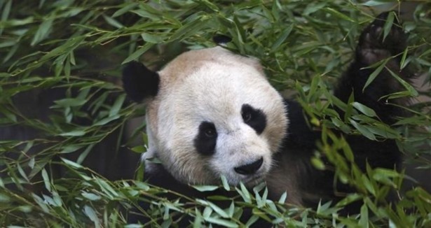 İki dev panda vahşi yaşama salınacak