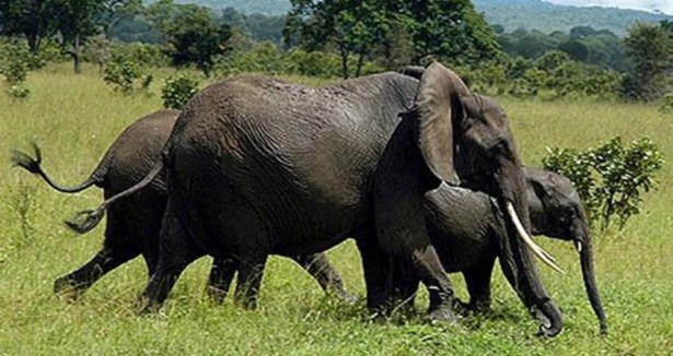 Zimbabve'de fil katliamı