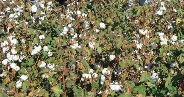 Tacikistan kısmen pamuk üretiminden vazgeçiyor
