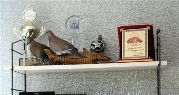 Kumrular 'kumrular gibi' yaşıyorlar!