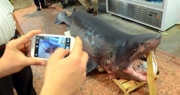 Çanakkale'de 3 metrelik köpek balığı yakalandı