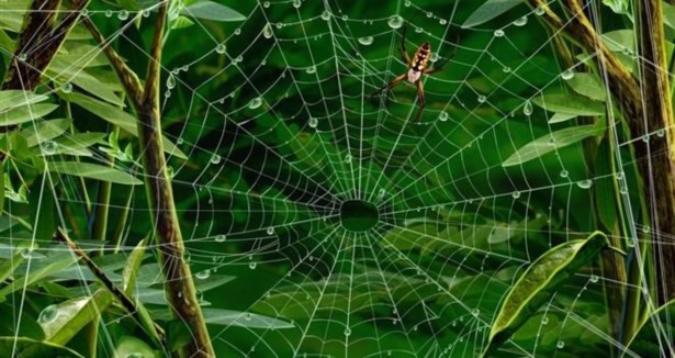Örümcek ağının 'şifresi' çözüldü