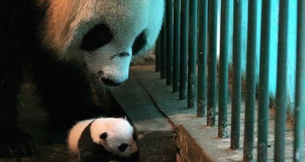 Çin'de ikiz panda sevinci