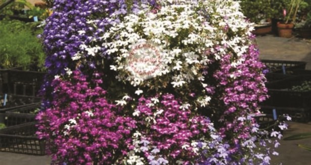 Hayat bahçesinde açan rengârenk bir çiçek: Lobelya