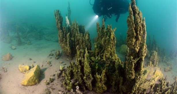 Van Gölü'nde mercan kolonileri bulundu