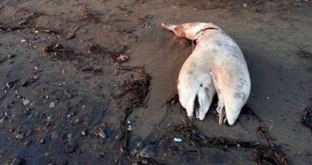 Çift başlı ölü yunus sahile vurdu