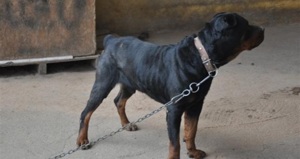 İstanbul'da sokak köpeği dehşeti!