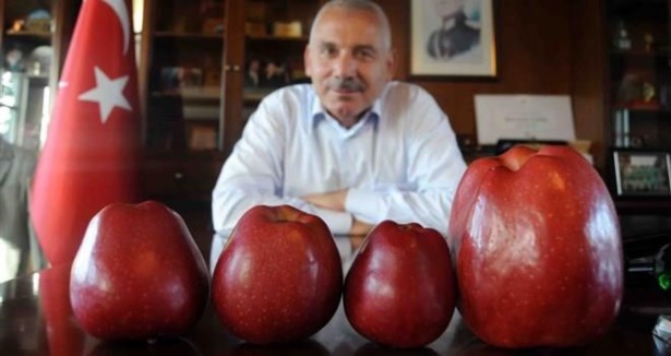 800 gramlık elma yetiştirdiler