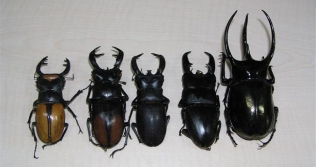 Geyik böceği için 15 bin dolarlık proje