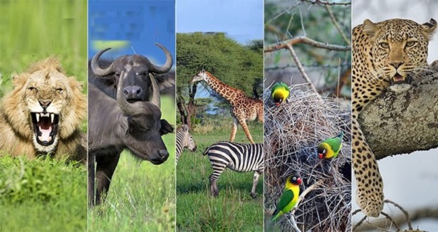 Serengeti'de vahşi yaşam