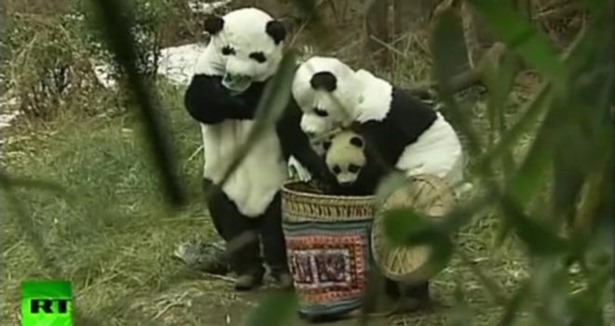 Panda kılığına girip yavruyu böyle kurtardılar!