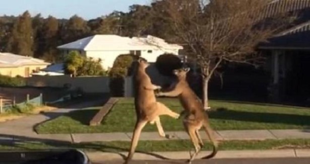 İki kanguru sokak ortasında yumruk yumruğa!