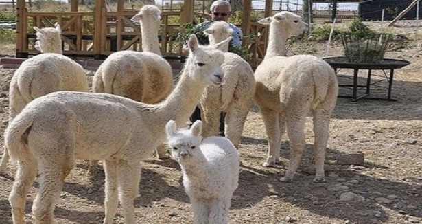 Türkiye'nin ilk alpaka devesi doğdu