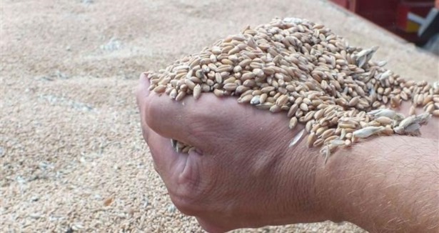 Anadolu'nun saf buğday tohumları kaybolmayacak