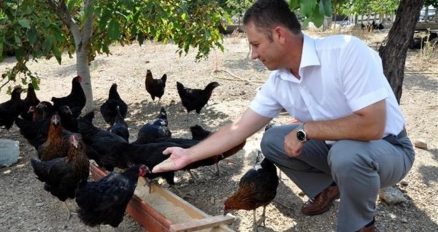 Yerli tavuk üretimi dışa bağımlılığı azaltacak
