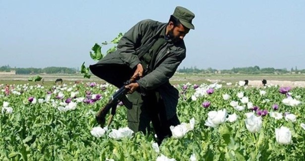 Afganistan''da uyuşturucu üretiminde büyük artış