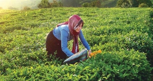 Türk çayı Brezilya pazarına giriyor