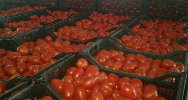 170 bin ton domates çöpe gitti!