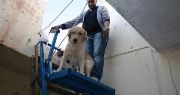 Felçli köpeğe asansör yaptı