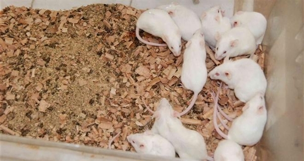 Kök hücrelerden yeni nesil fare elde edildi