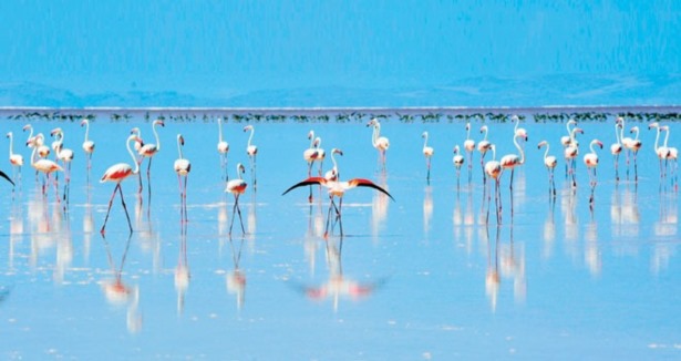 Tuz Gölü flamingo cenneti