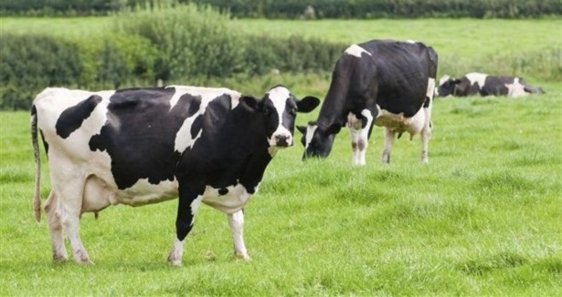 Et ve süt ürünlerine zam sinyali
