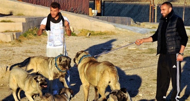 'Bu köpeklerin her biri yiğido'