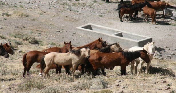 Karadağ'da bulunan yılkı atları