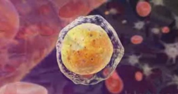 Kök hücreden organ üretilecek