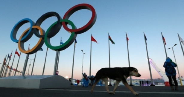Olimpiyat öncesi köpek katliamı
